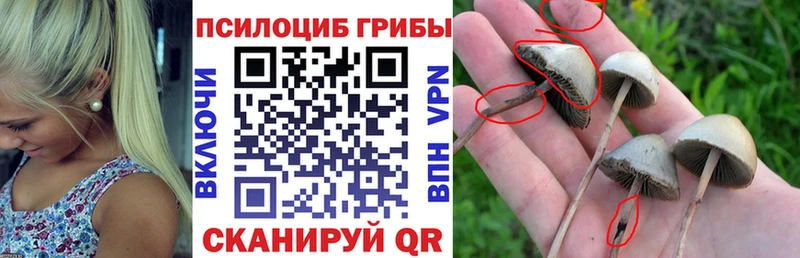 Купить  Гремячинск  Псилоцибиновые грибы MAGIC MUSHROOMS 
